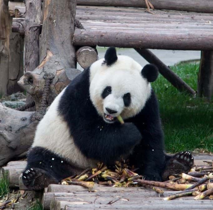 Pandas in Chengdu