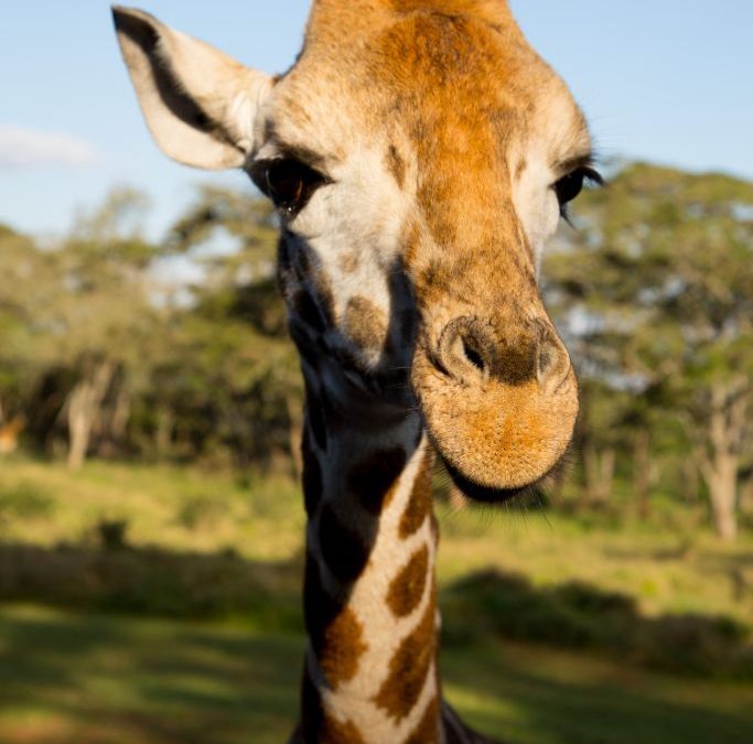 The Giraffe Manor – Kenya