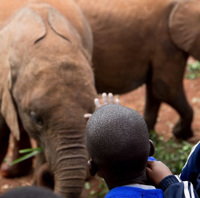 The Elephant Orphanage – Kenya