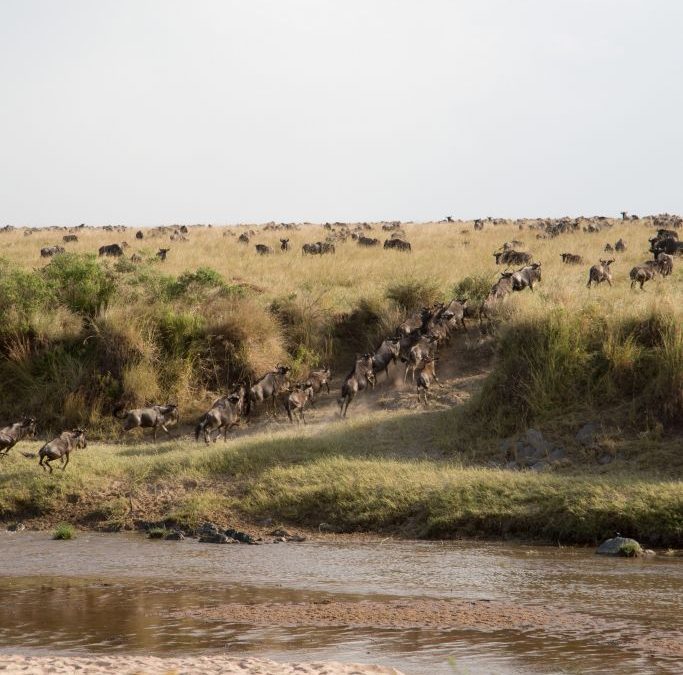 The Masai Mara – Kenya