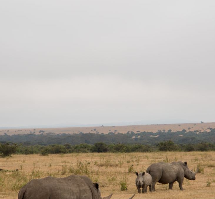 Solio, Kenya