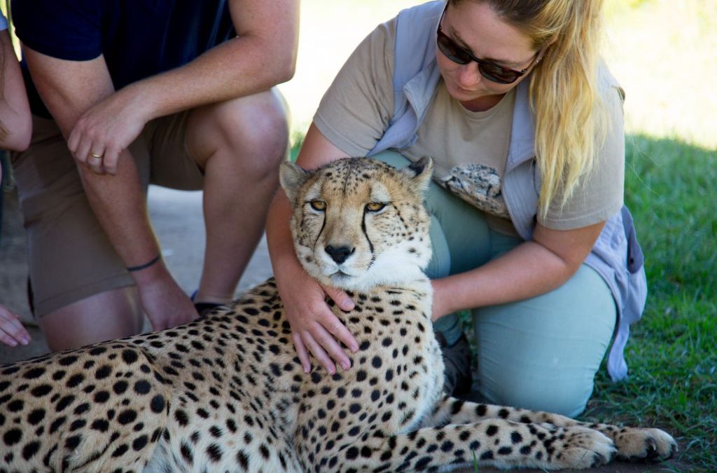 Cheetah Outreach