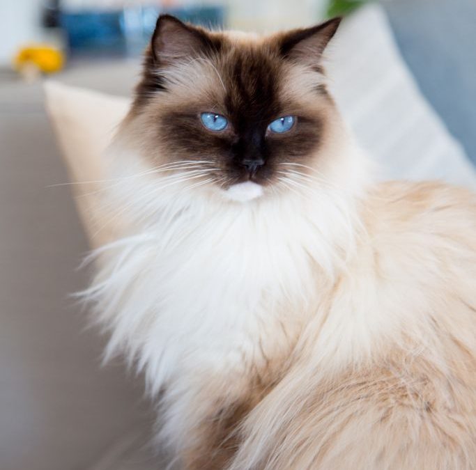 Emma the Ragdoll