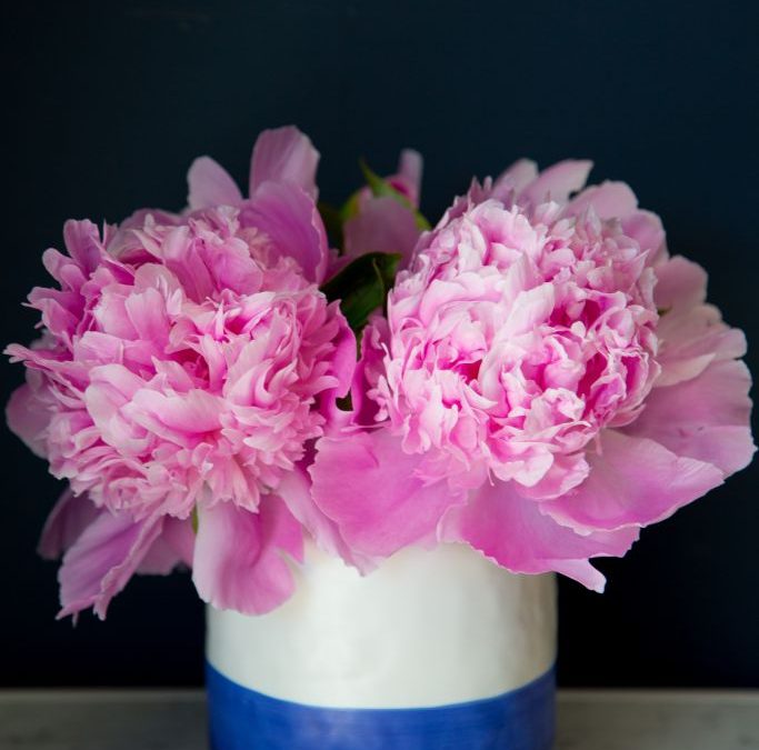 Peonies