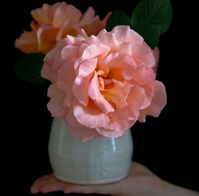 Garden Roses