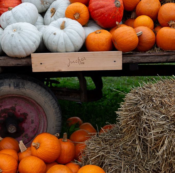 Jucker Farm, Zurich