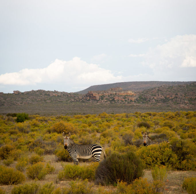 Bushmanskloof Game Reserve