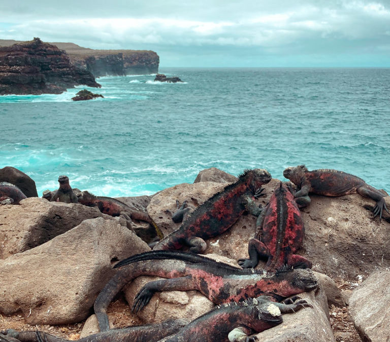 The Galápagos Islands