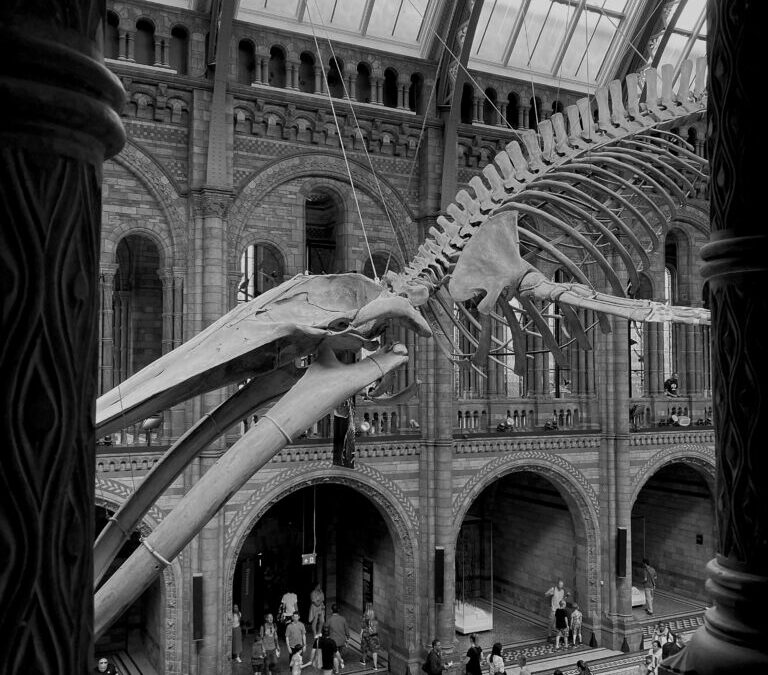 Natural History Museum, London