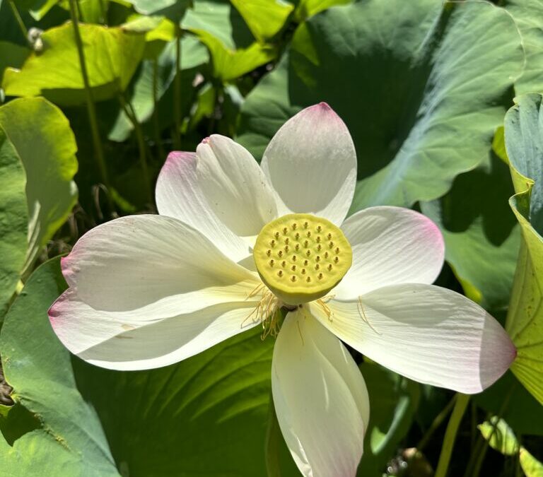 The Stellenbosch Botanical Gardens