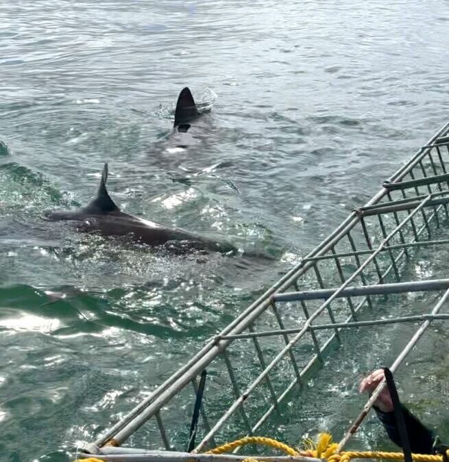 Shark Cage Diving, Cape Town