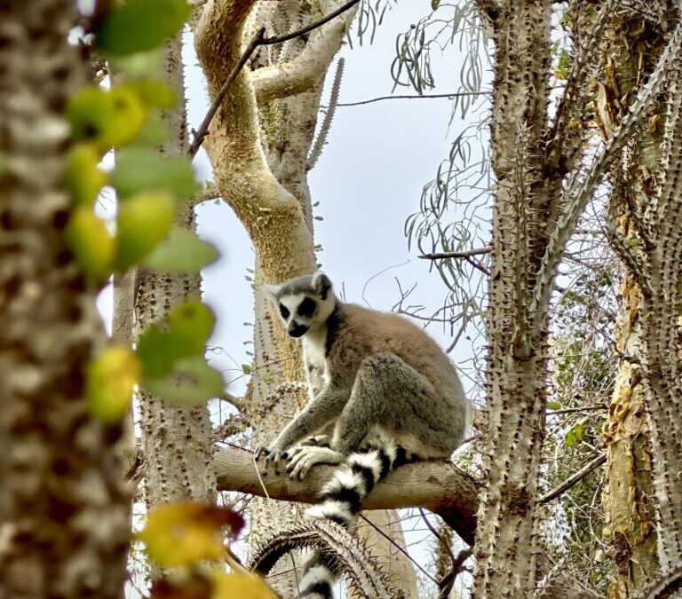 Madagascar