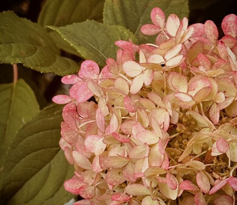 Autumn Flowers