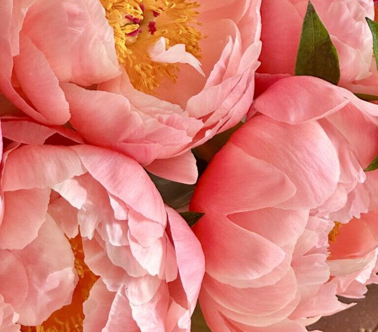 Peonies Perfection