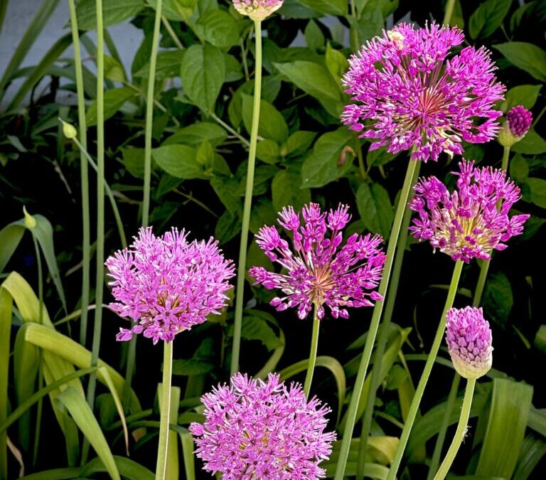 Alliums