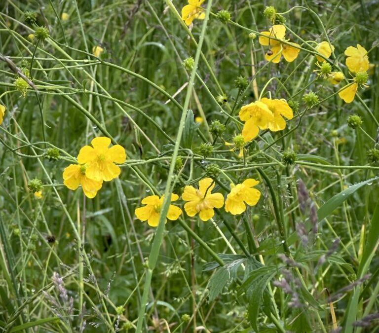 Build Me Up, Buttercup