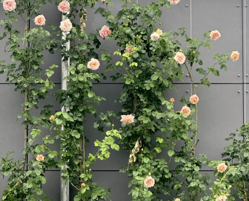 Climbing Roses