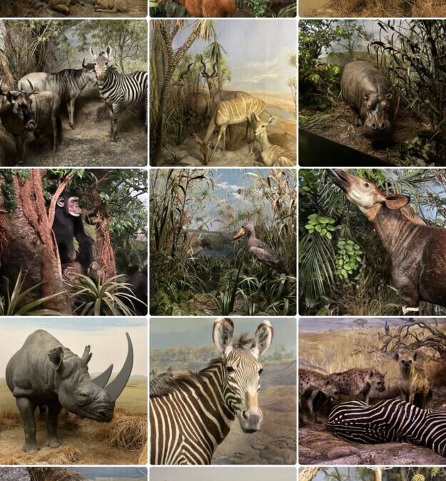 Bern – The African Dioramas