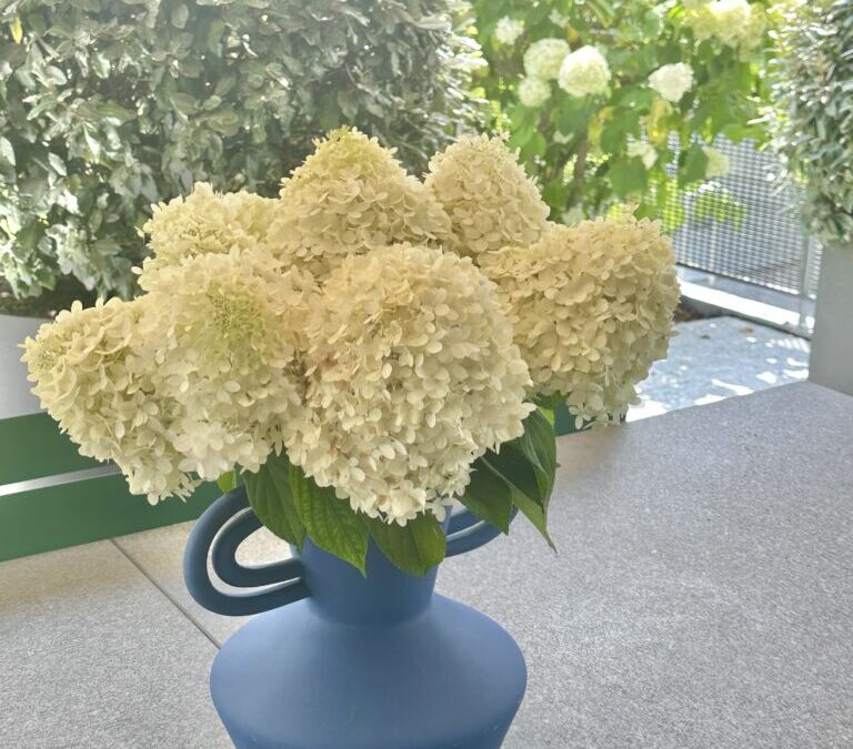 Hydrangeas 2026
